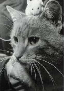 1362 -Chat et Souris